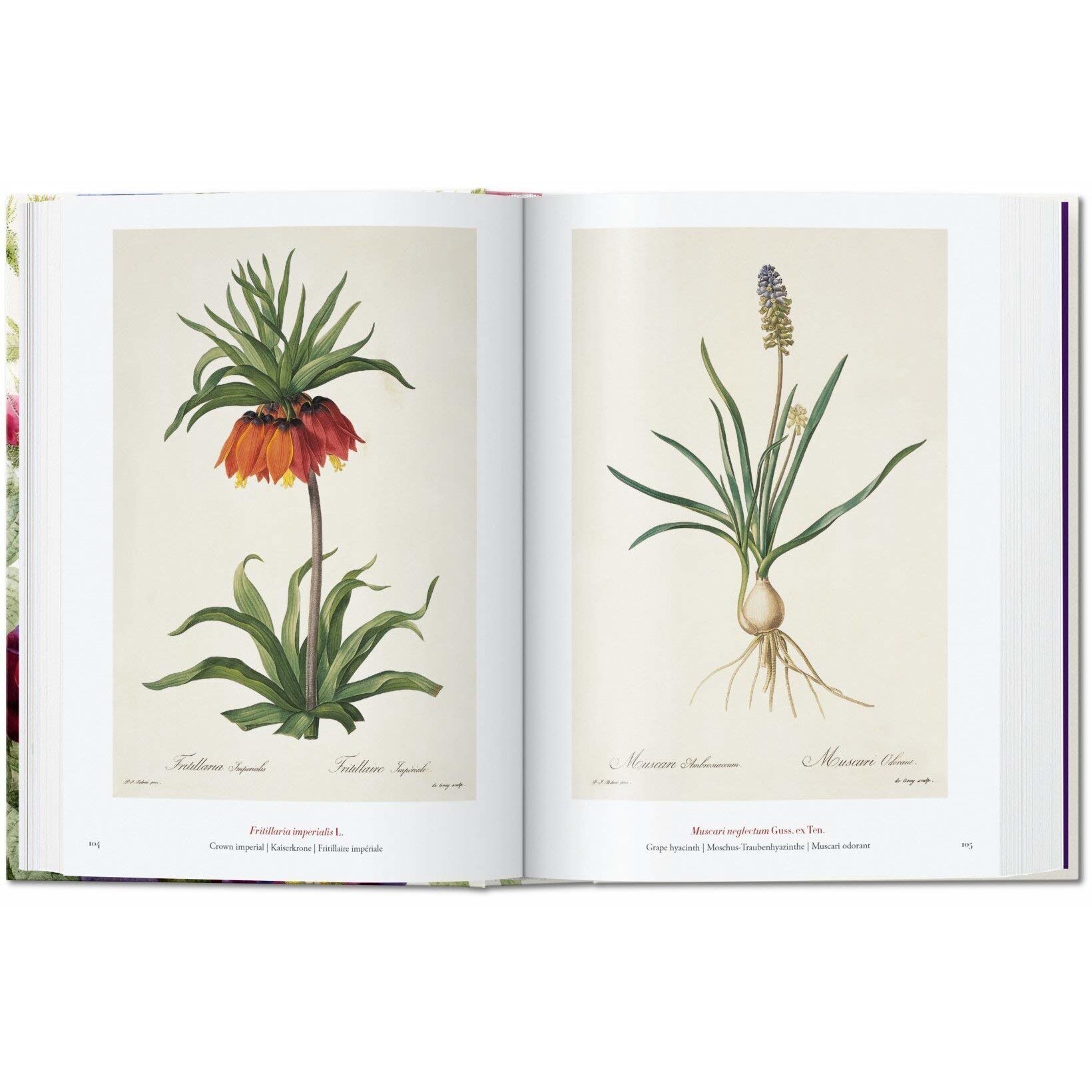 Pierre-Joseph Redoute. The Book of Flowers - H. Walter Lack - eMAG.ro