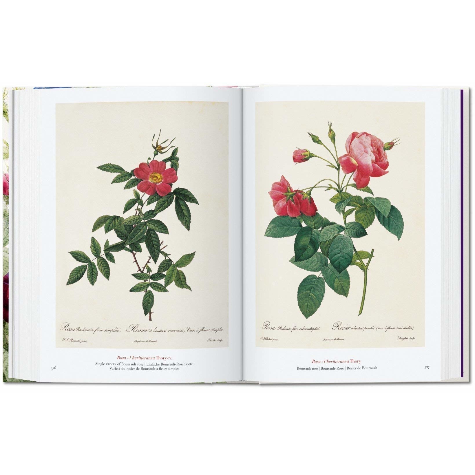 Pierre-Joseph Redoute. The Book of Flowers - H. Walter Lack - eMAG.ro