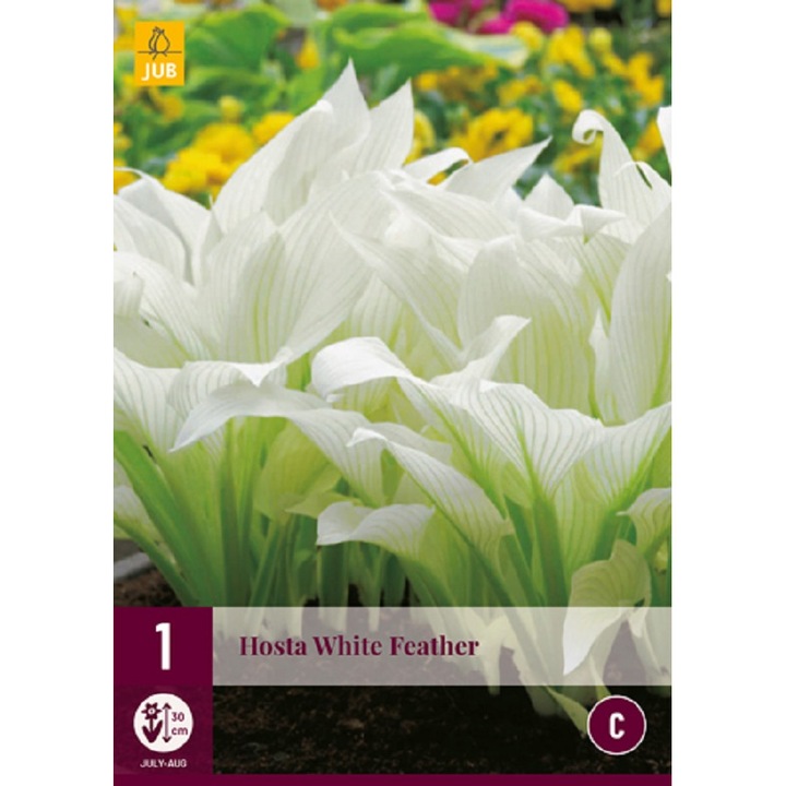 Rizomi, Crini de Toamna Hosta White Feather, Jub Holland, 1 buc