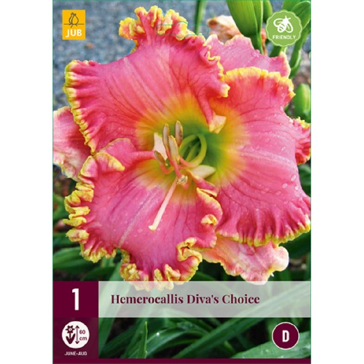 Sásliliom Hemerocallis Diva's Choice, Jub Holland, palánták, 1 darab