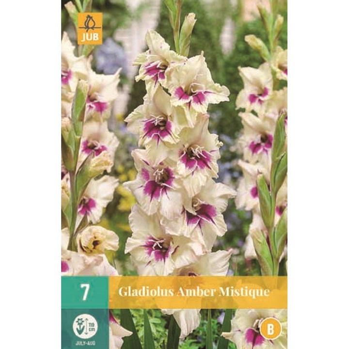 Kardvirág Gladiolus Amber Mystique, Jub Holland, virághagymák, 7 db