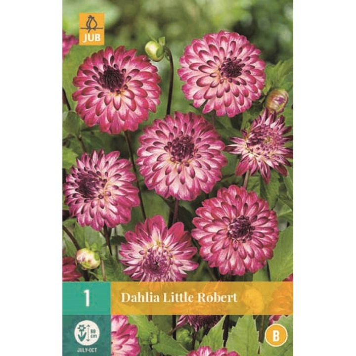Bulbi, Dalii Little Robert, Jub Holland, 1 buc