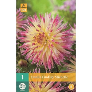 Bulbi, seminte si rasaduri