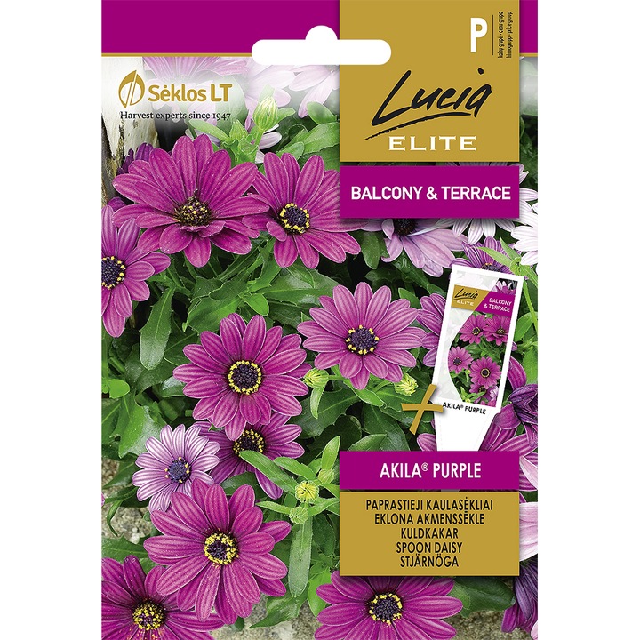 Seminte, Margarete Akila Purple, Lucia Elite, plic, 6 seminte
