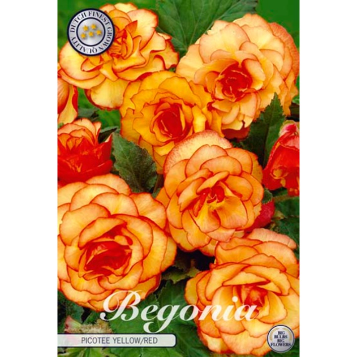 Bulbi, Begonia Picotee galben/rosu, 3 buc, 135 g