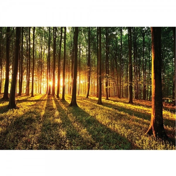 Fototapet Sunset Forest 368 x 254 cm