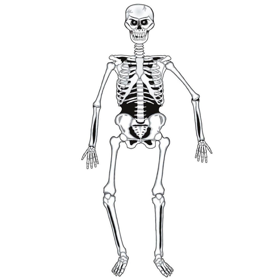 Decor Schelet Widmann 5220S