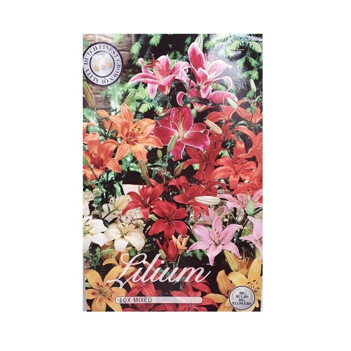 Bulbi Crini Mix Multicolor-Lilium Mixed, 10 bucati
