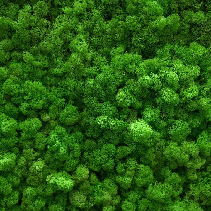 Sticla bucatarie, protectie aragaz, antistropi, imprimat UV, octopus, 600mmx600mm oct217-60x60 licheni