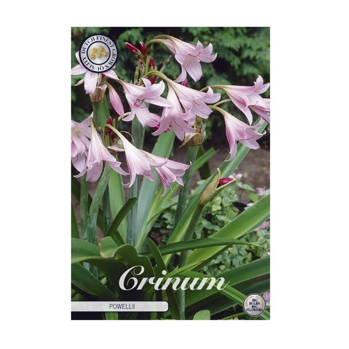 Bulb Crin Powelii, 1 bucata