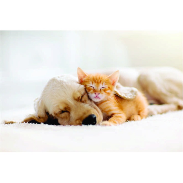 Panou sticla decorativa bucatarie 600 x 600 mm Animals silicon inclus