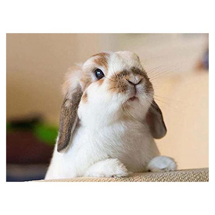 Kit pictura cu diamante 5D, Model iepure, 30x40 cm, Multicolor