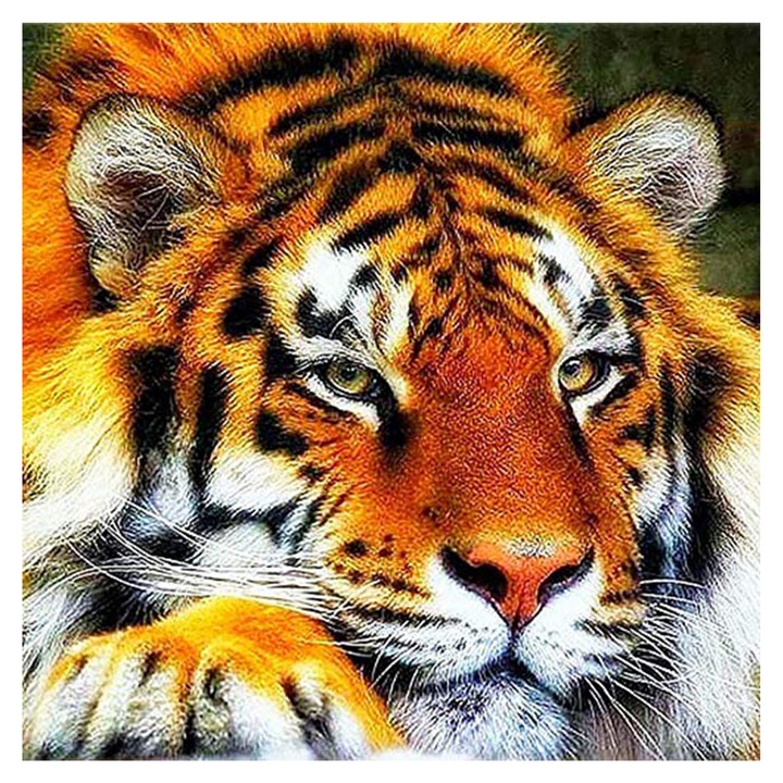 Kit pictura cu diamante 5D, Model tigru, 30x30 cm, Multicolor
