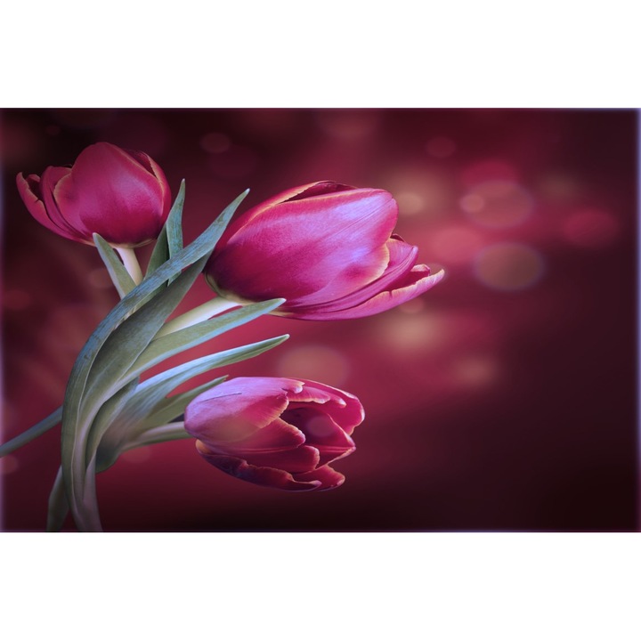 Tablou canvas Lalele mov, buchet, 60 x 40 cm