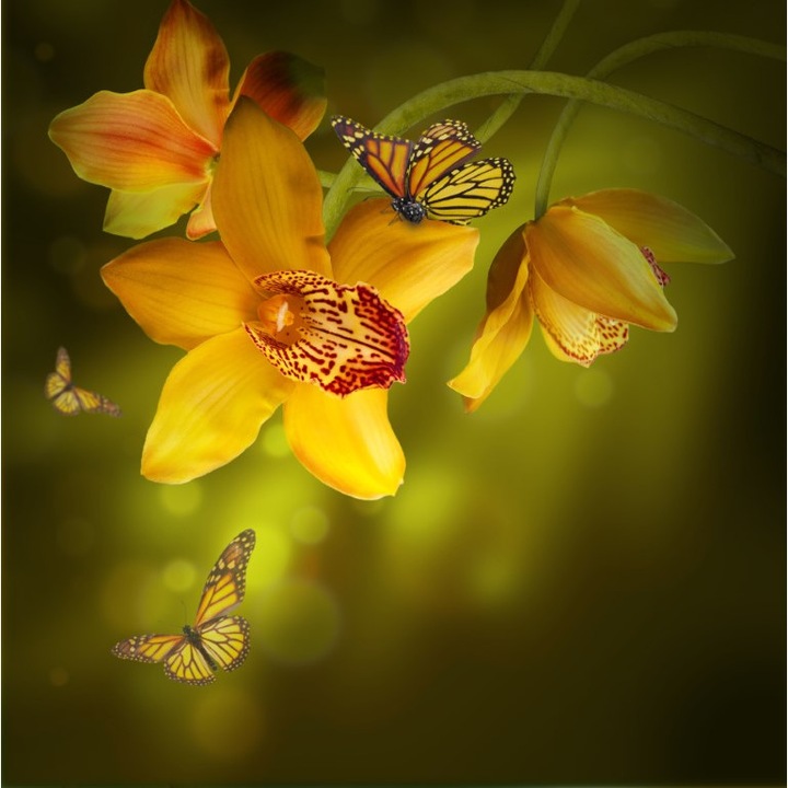 Картина на платно Жълти орхидеи, пеперуди, 70 х 70 см