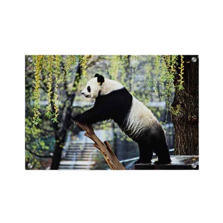 Tablou poster, Walljar, Urs Panda, 80 x 120 cm