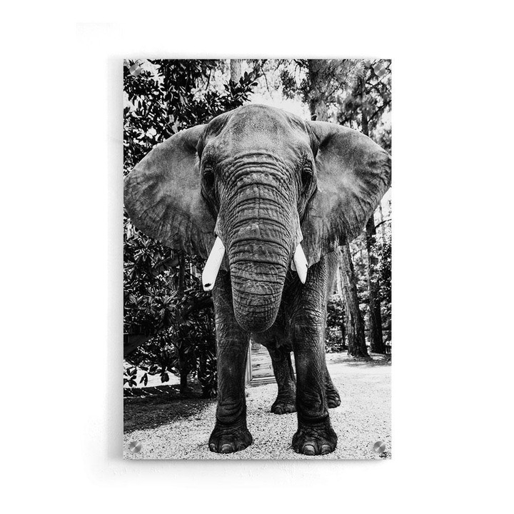 Tablou poster, Walljar, Elefant african, 120 x 180 cm