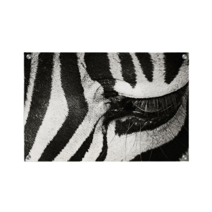 Tablou poster, Walljar, Zebra, 150 x 225 cm
