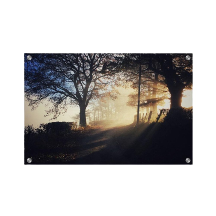 Tablou poster, Walljar, Dimineata in padure, 70 x 100 cm