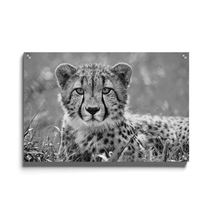 Tablou poster, Walljar, Ghepard, 120 x 180 cm