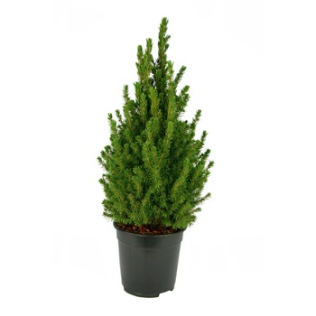 Brad natural in ghiveci - Picea Glauca H80 cm, Secret Garden Brad natural in ghiveci - Picea Glauca H80 cm, Secret Garden