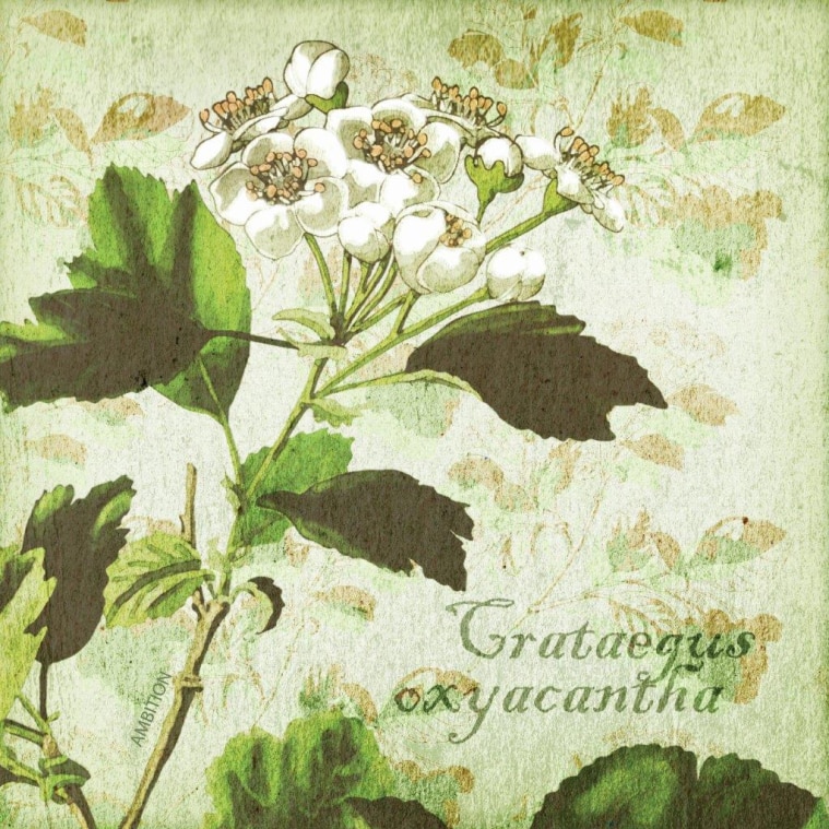 Set suport pahare Ambition din pluta, 10x10cm, Bucarte Herbs