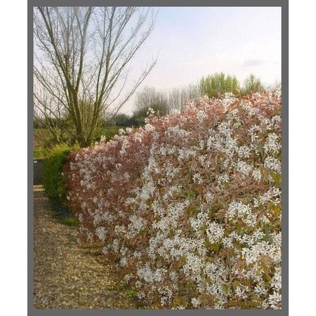 Gard Viu Comestibil Plante Arbusti Merisor De Miere 30 40 Cm Emag Ro