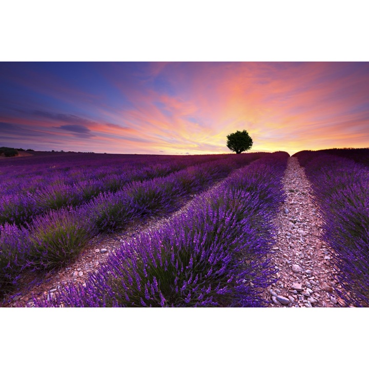 Tablou canvas Camp lavanda, copac, apus de soare, 60 x 40 cm