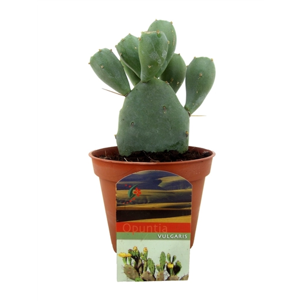 calathea ctenanthe Wholesale main image 0