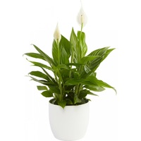 Crinul pacii in vas decorativ