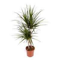 dracaena marginata cu 2 tulpini h 90 cm imagen 26_0_
0