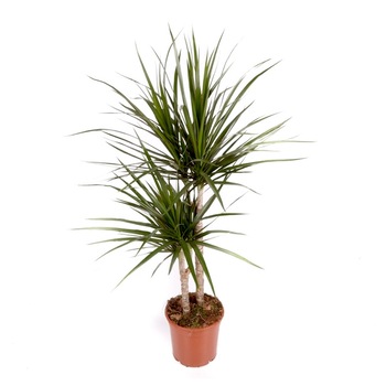 Dracaena Marginata cu 2 tulpini H 90 cm Dracaena Marginata cu 2 tulpini H 90 cm