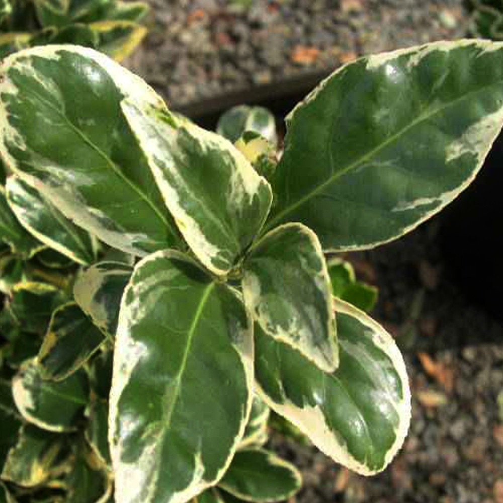 Euonymus japonicus “Albomarginata” - eMAG.ro
