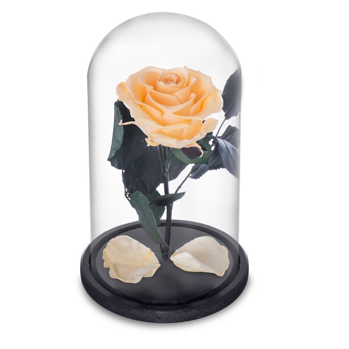 Trandafir Criogenat Piersica in Cupola de Sticla, cu Mesaj, Rezista 25 ani