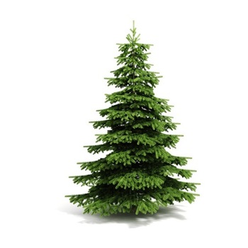 Brad natural de Craciun nordmann TOP QUALITY 400-450 cm Brad natural de Craciun nordmann TOP QUALITY 400-450 cm