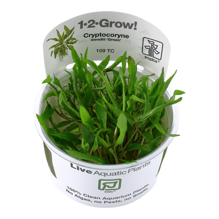 Természetes akváriumi növény Tropica Cryptocoryne wendtii 'Green' 5 cm