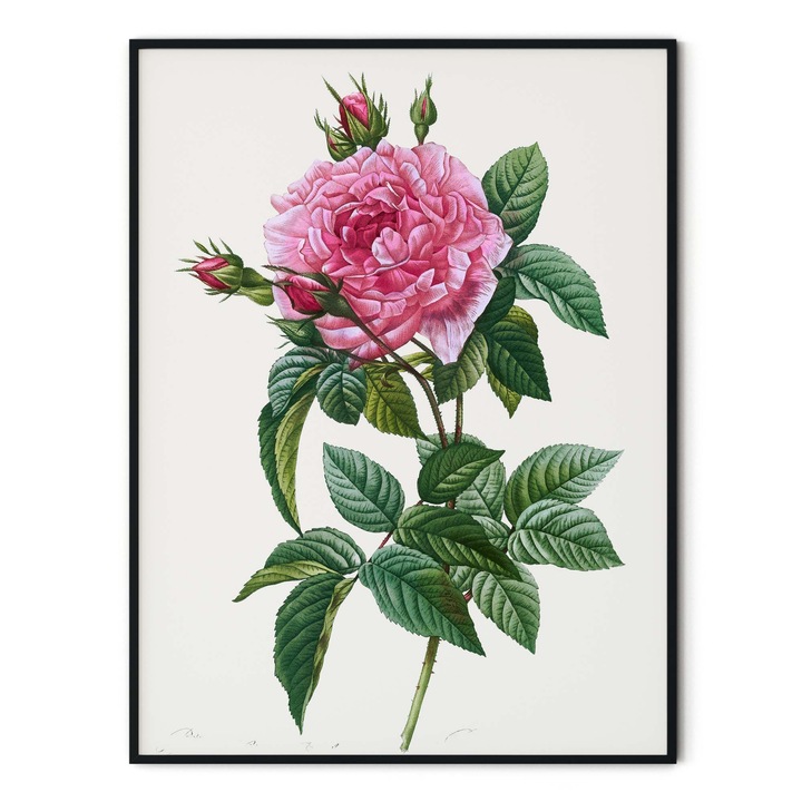 Tablou decorativ, Intaglio, Modern, color, Flori de trandafir roz, print pe hartie foto Fine Art, neinramat, pentru, hol, living 70 cm x 50 cm