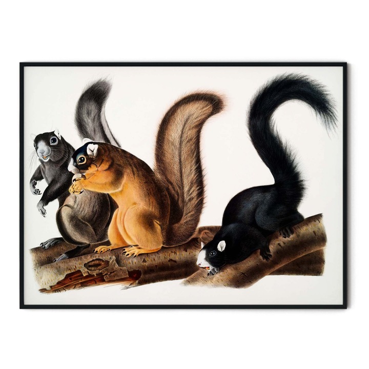 Tablou decorativ, Intaglio, modern, color, neinramat, print pe hartie foto Fine Art, Veverite, pentru camera copii 70 cm x 50 cm