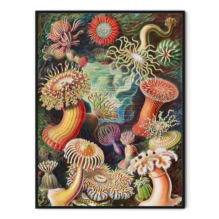 Tablou decorativ, Intaglio, modern, color, neinramat, print pe hartie foto Fine Art, Plante marine, Corali, pentru hol 91 cm x 61 cm