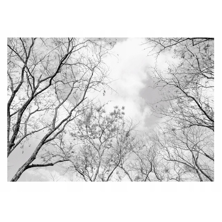 Тапет 3D Forest Grey Trees 416x254 см, Модерен тапет Vlies, За спалня Всекидневна