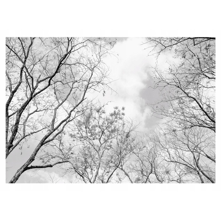 Fototapet 3D Padure Gri Copaci 312x219 cm, Modern Vlies Tapet, Pentru Dormitor Camera De Zi Living