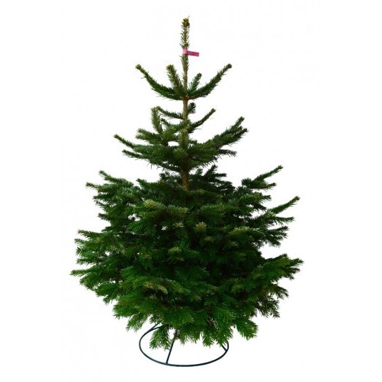 Brad natural de Craciun Normandian Top Quality 100-125 cm