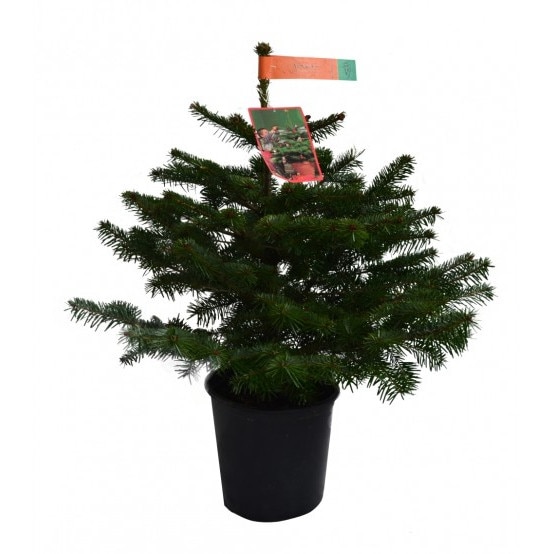 Brad Nordmann crescut in ghiveci calitatea I 60-80 cm