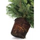 Brad Nordmann crescut in ghiveci calitatea I 120-140 cm