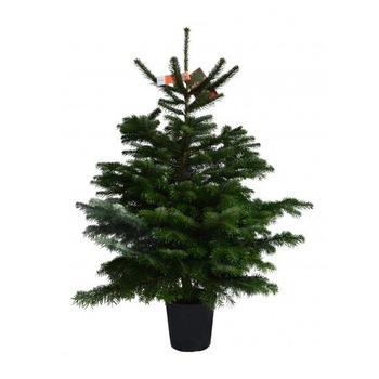 Brad Nordmann crescut in ghiveci calitate extra 100-120 cm Brad Nordmann crescut in ghiveci calitate extra 100-120 cm