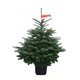 Brad Nordmann crescut in ghiveci calitatea I 120-140 cm
