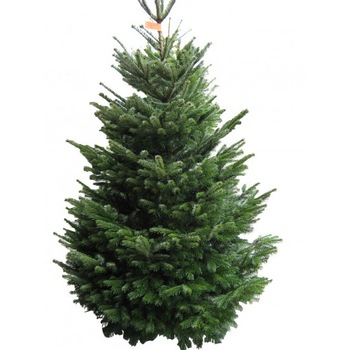 Brad natural de Craciun Normandian Top Quality Special Edition 200-225 cm Brad natural de Craciun Normandian Top Quality Special Edition 200-225 cm
