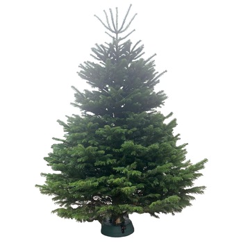 Brad natural de Craciun Normandian Top Quality Special Edition 250-300 cm Brad natural de Craciun Normandian Top Quality Special Edition 250-300 cm