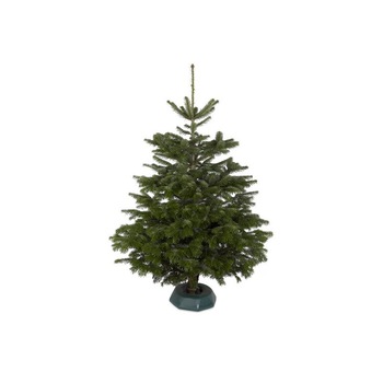 Brad natural de Craciun Normandian Premium 125-150 cm Brad natural de Craciun Normandian Premium 125-150 cm