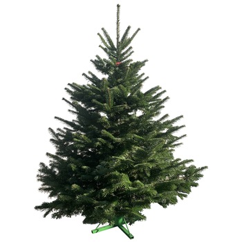 Brad natural de Craciun Normandian Premium 175-200 cm. Brad natural de Craciun Normandian Premium 175-200 cm.